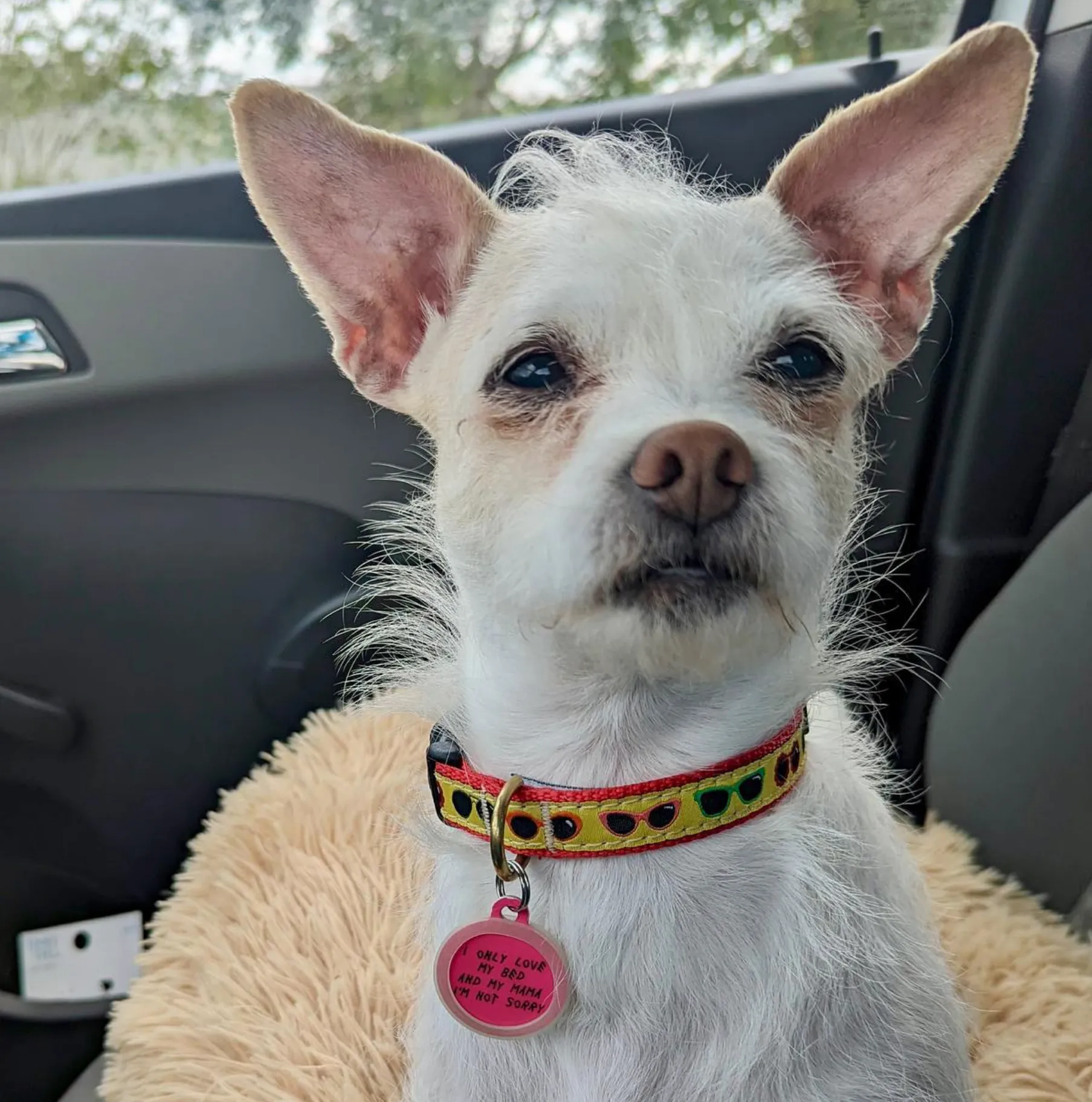Collar | Shady Dog