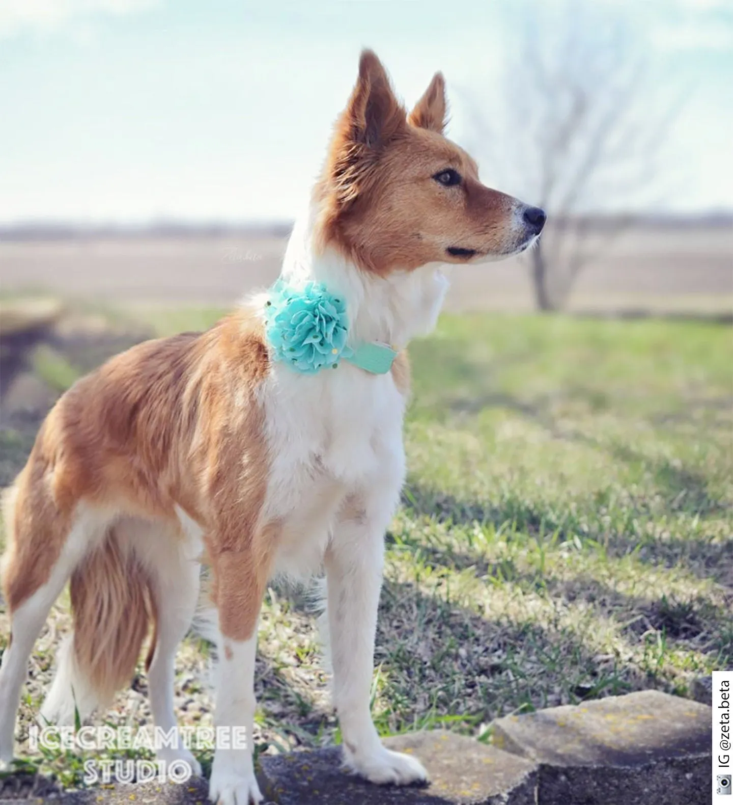 Jumbo Cream Gold Dot Bloom Collar Slide On - Large Flower Collar Accessory