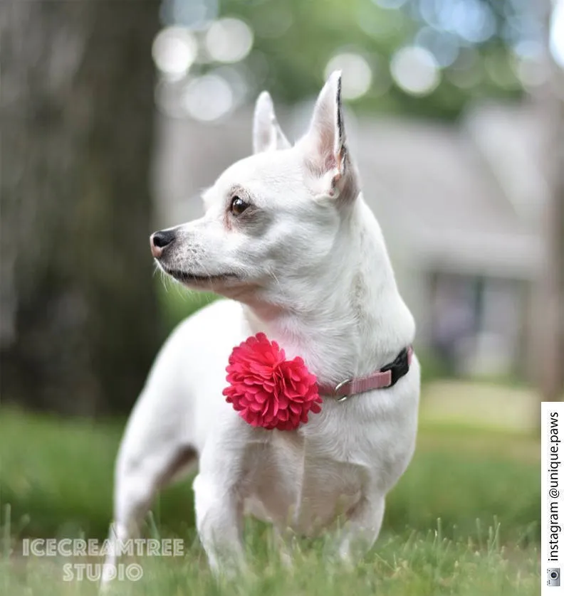 PomPom Pink Sorbet Bloom Collar Slide On - Small Flower Collar Accessory